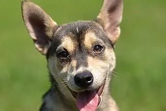 Bajka - szczeniak w typie husky czeka na kochającą rodzinę ,  dolnośląskie Wrocław