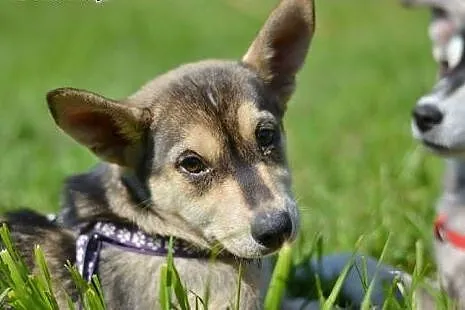 Bajka - szczeniak w typie husky czeka na kochającą