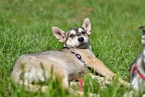 Bajka - szczeniak w typie husky czeka na kochającą