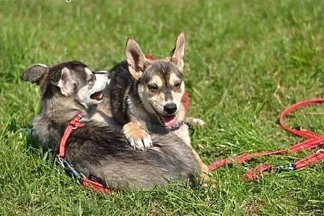 Bajka - szczeniak w typie husky czeka na kochającą
