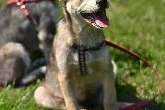 Bajka - szczeniak w typie husky czeka na kochającą