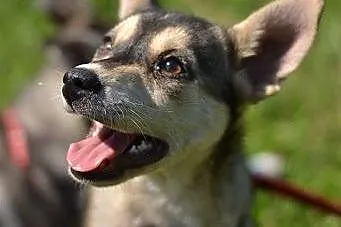 Bajka - szczeniak w typie husky czeka na kochającą