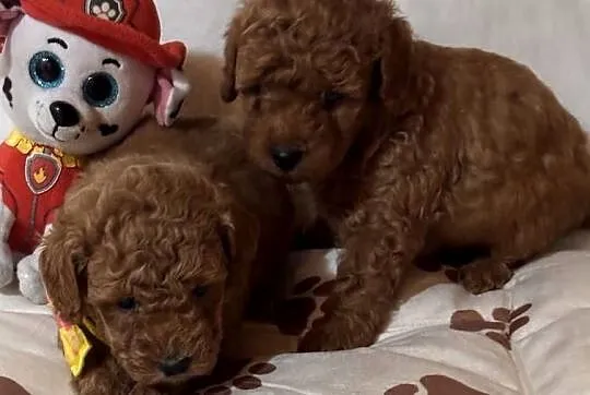 Pudel toy piękne  szczeniaki red po małych rodzicach, Dolnośląskie, Bielany Wrocławskie