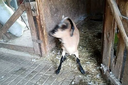 Młoda piękna kózka i koziołek rasy alpejskiej z hodowli ekologicznej., Kujawsko-pomorskie, Radoszki