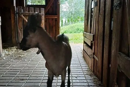 Młoda piękna kózka i koziołek rasy alpejskiej z hodowli ekologicznej., Kujawsko-pomorskie, Radoszki