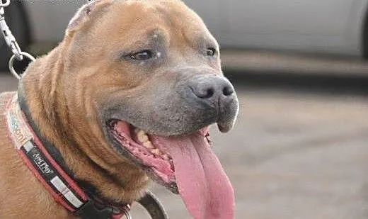 Kaptur-klasyczny amstaff do adopcji , Amstaff cał
