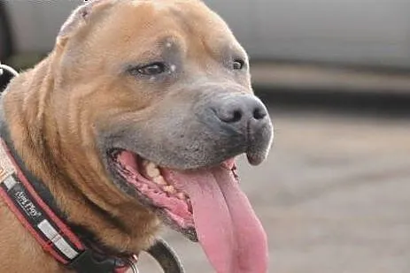 Kaptur-klasyczny amstaff do adopcji ,  Amstaff cał