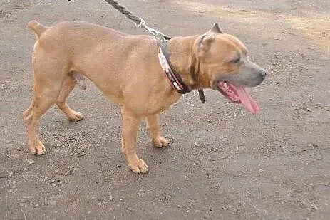 Kaptur-klasyczny amstaff do adopcji ,  Amstaff cał