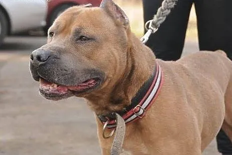 Kaptur-klasyczny amstaff do adopcji ,  Amstaff cał