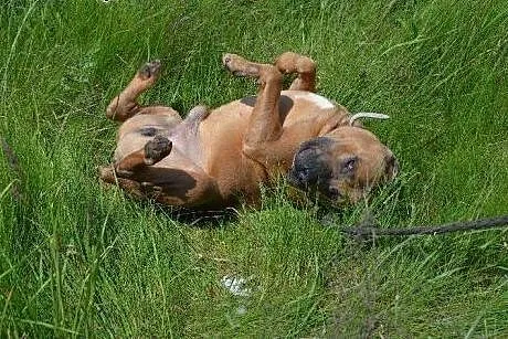 Kaptur-klasyczny amstaff do adopcji ,  Amstaff cał