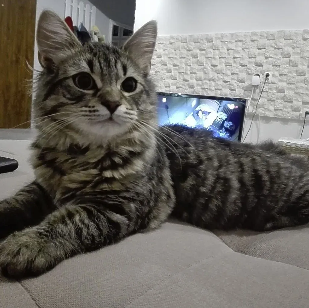 Kocurek 6 m-cy Maine Coon, , Barlinek