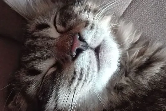 Kocurek 6 m-cy Maine Coon, , Barlinek