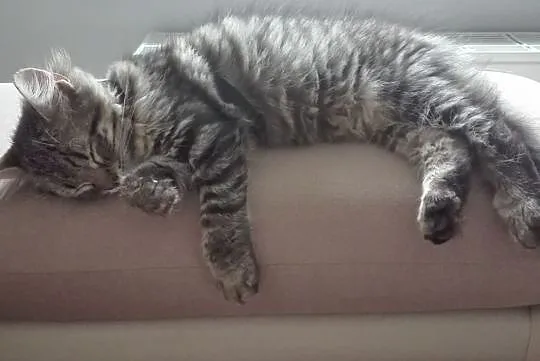 Kocurek 6 m-cy Maine Coon, , Barlinek