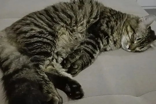 Kocurek 6 m-cy Maine Coon, , Barlinek