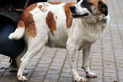 RUMBA urocza przylepka, pokocha Cie całym sercem n