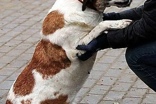 RUMBA urocza przylepka, pokocha Cie całym sercem n