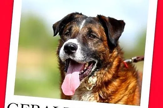 Pasterski,35 kg, 4 lata,łagodny,duży,czujny pies GERALDO.Adopcja,  małopolskie Kraków