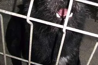 Kochany trzyletni Norman do adopcji ,  mazowieckie