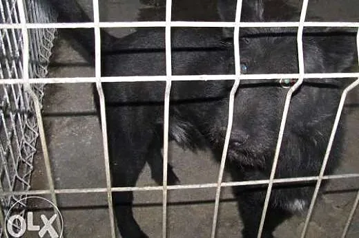 Kochany trzyletni Norman do adopcji ,  mazowieckie