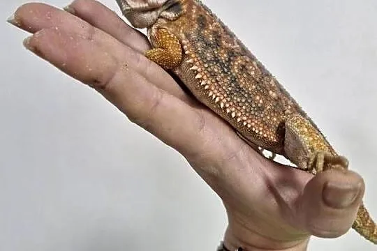 Agama Brodata rożne odmiany barwne w roznym wieku
