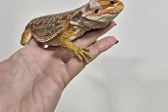 Agama Brodata rożne odmiany barwne w roznym wieku, Dolnośląskie, Oława