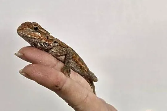 Agama Brodata rożne odmiany barwne w roznym wieku, Dolnośląskie, Oława