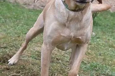 Ares w typie labradora szuka domu,  lubuskie Zielona Góra
