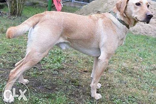 Ares w typie labradora szuka domu,  lubuskie Zielo
