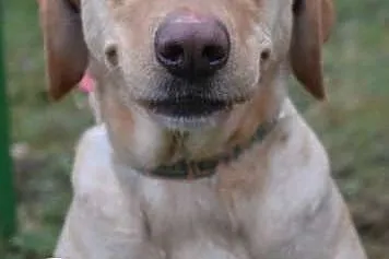 Ares w typie labradora szuka domu,  lubuskie Zielo