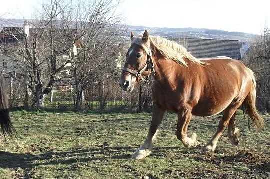 Sprzedam Klacz zimnokrwistą źrebna na Kwiecień!