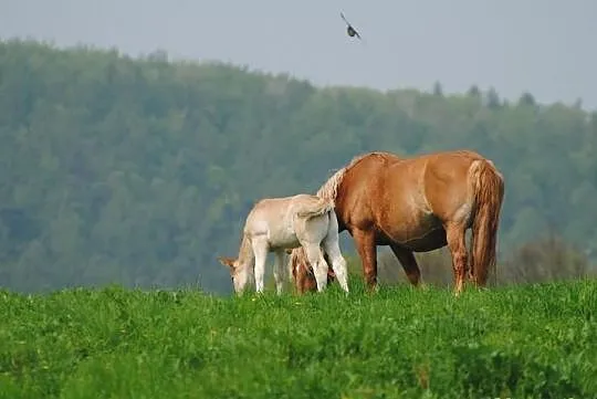 Sprzedam Klacz zimnokrwistą źrebna na Kwiecień!