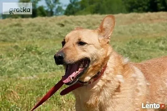 Nadal wierzę, że Ktoś przyjdzie do schroniska i mnie adoptuj