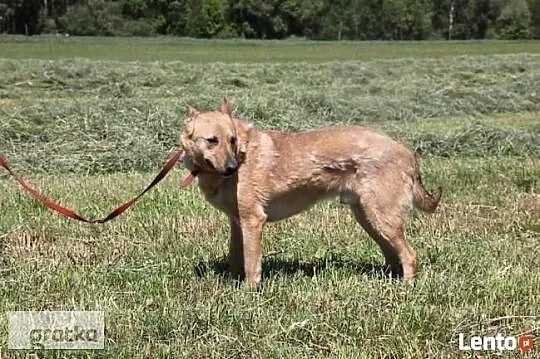 Nadal wierzę, że Ktoś przyjdzie do schroniska i mnie adoptuj, Małopolskie, Kraków