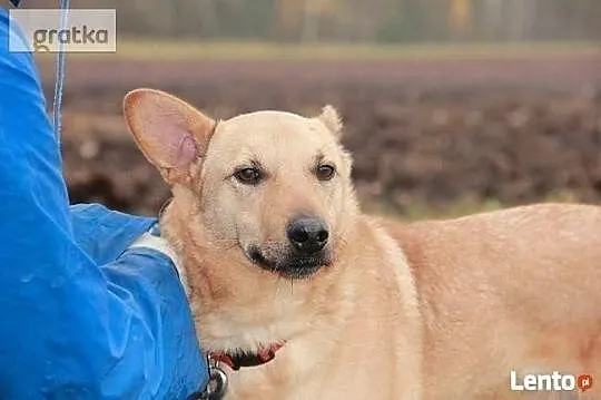 Nadal wierzę, że Ktoś przyjdzie do schroniska i mnie adoptuj, Małopolskie, Kraków