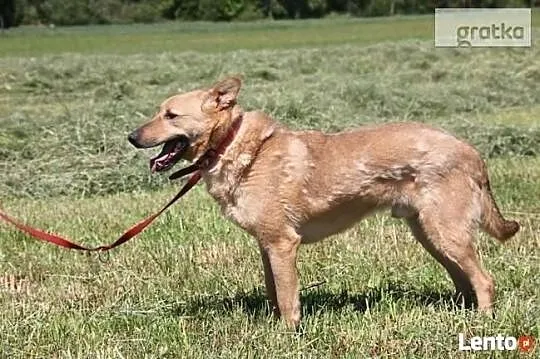 Nadal wierzę, że Ktoś przyjdzie do schroniska i mnie adoptuj, Małopolskie, Kraków