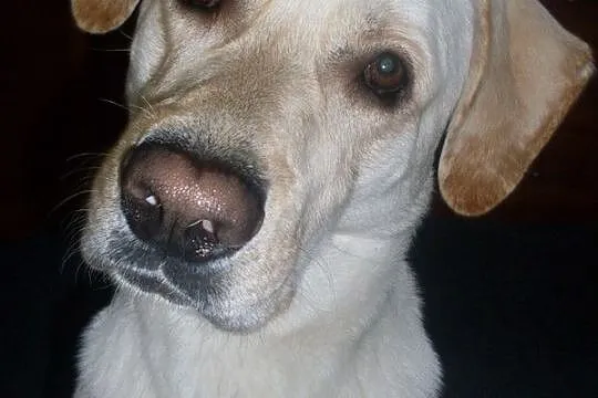 Markus biszkoptowy labrador do adopcji