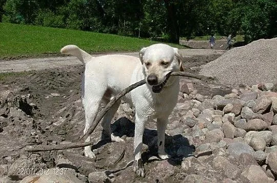 Markus biszkoptowy labrador do adopcji