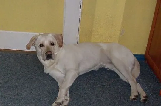 Markus biszkoptowy labrador do adopcji