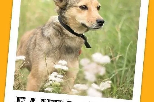 5kg,młoda,rok,łagodna,wesoła suczka FANTA.Adopcja,