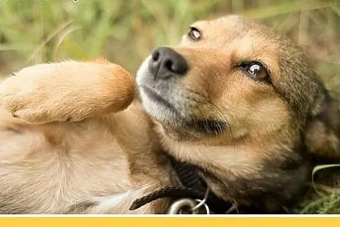 5kg,młoda,rok,łagodna,wesoła suczka FANTA.Adopcja,
