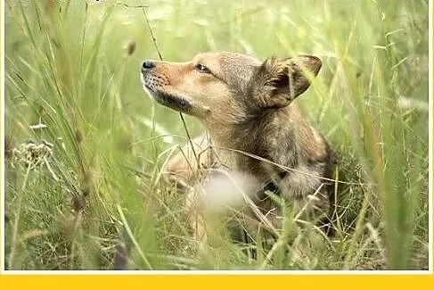 5kg,młoda,rok,łagodna,wesoła suczka FANTA.Adopcja,