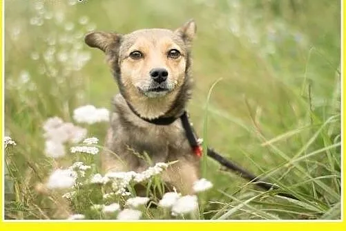 5kg,młoda,rok,łagodna,wesoła suczka FANTA.Adopcja,