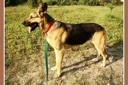 1,5 roczna, 35 kg, przyjacielska suczka LARA,owcza
