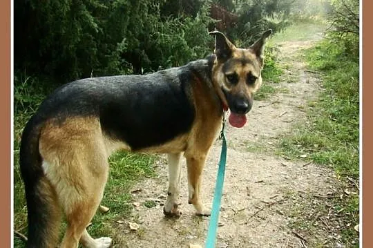 1,5 roczna, 35 kg, przyjacielska suczka LARA,owcza