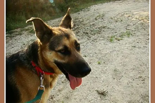 1,5 roczna, 35 kg, przyjacielska suczka LARA,owcza