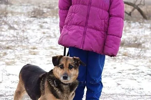 POLDUŚ szuka nowego domu,  Kundelki cała Polska