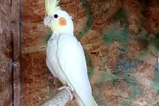 Sprzedam młodą papugę nimfę.