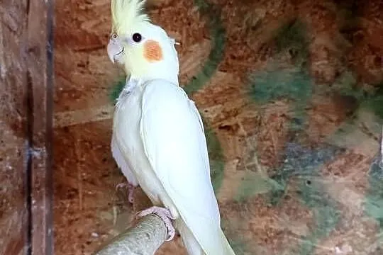Sprzedam młodą papugę nimfę., Łódzkie, Agnopol