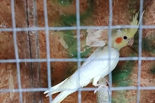 Sprzedam młodą papugę nimfę., Łódzkie, Agnopol
