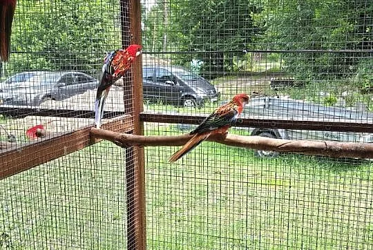 Młode rozelle białolice, Kujawsko-pomorskie, Nakło nad Notecią